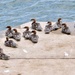 Aha.. That's who is making the mess on our dock! by frantackaberry