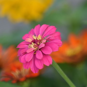 12th Aug 2019 - My Favorite Color is Zinnia