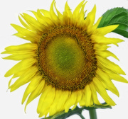 13th Aug 2019 - My Sunflower 