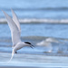  White fronted tern coming in to land by maureenpp