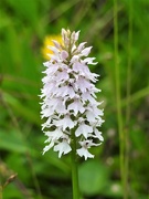 1st Aug 2019 - Common Spotted Orchid