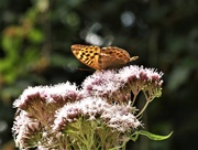 11th Aug 2019 - Silver washed Fritillary