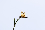 2nd Aug 2019 - Dragonfly On A Branch