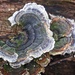 A fan of fungus by kiwinanna