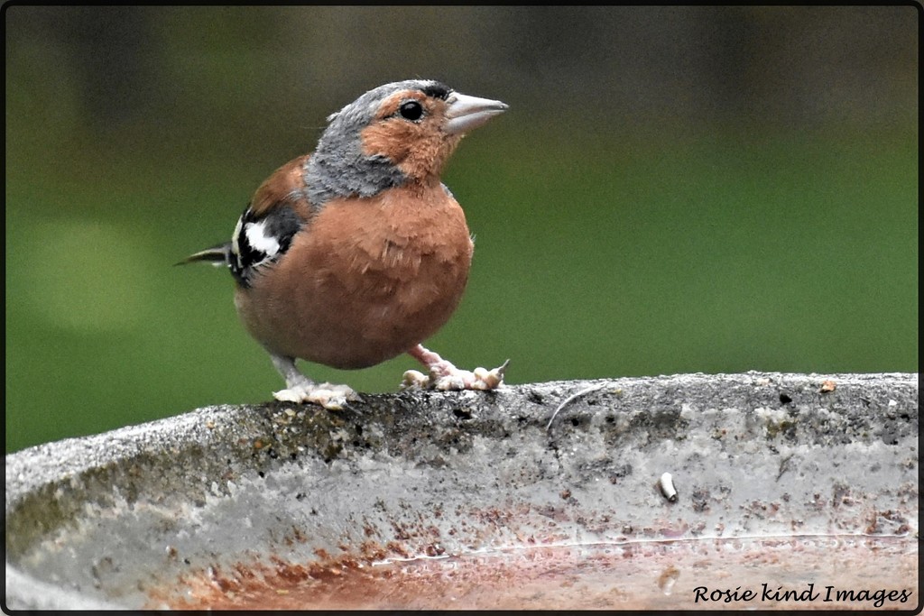 Oh dear the little chaffinch has bumblefoot by rosiekind