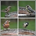 Bird bath birds  by rosiekind
