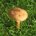 Toadstool or Mushroom ? by lellie