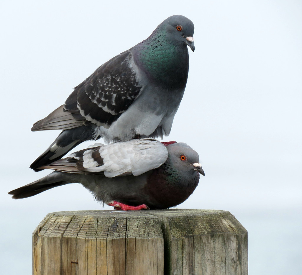 Pigeons In Love... by seattlite
