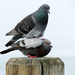Pigeons In Love... by seattlite