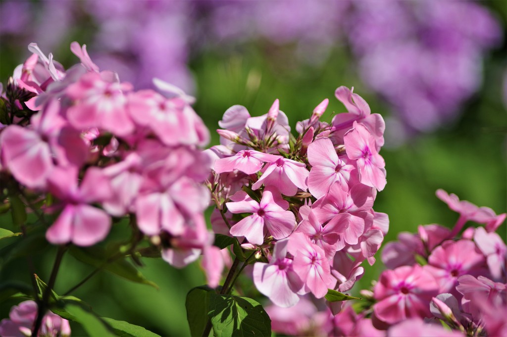 Pink and Purple Phlox by radiogirl