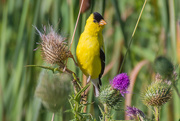 14th Aug 2019 - American Goldfinch