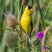 American Goldfinch by mgmurray