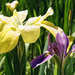Iris in LSU colors by eudora