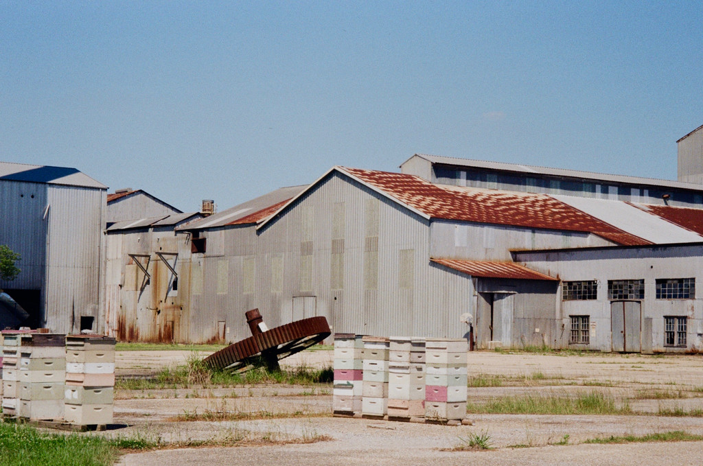 Beehives at the old sugarmill by eudora