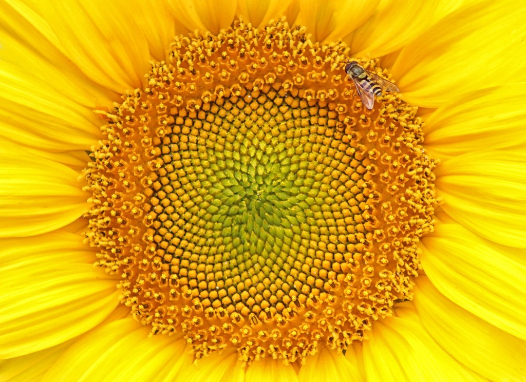 Sunflower Kaleidoscope by paintdipper