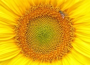 14th Aug 2019 - Sunflower Kaleidoscope