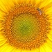 Sunflower Kaleidoscope by paintdipper