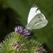 Cabbage white on greater burdoch by helenhall