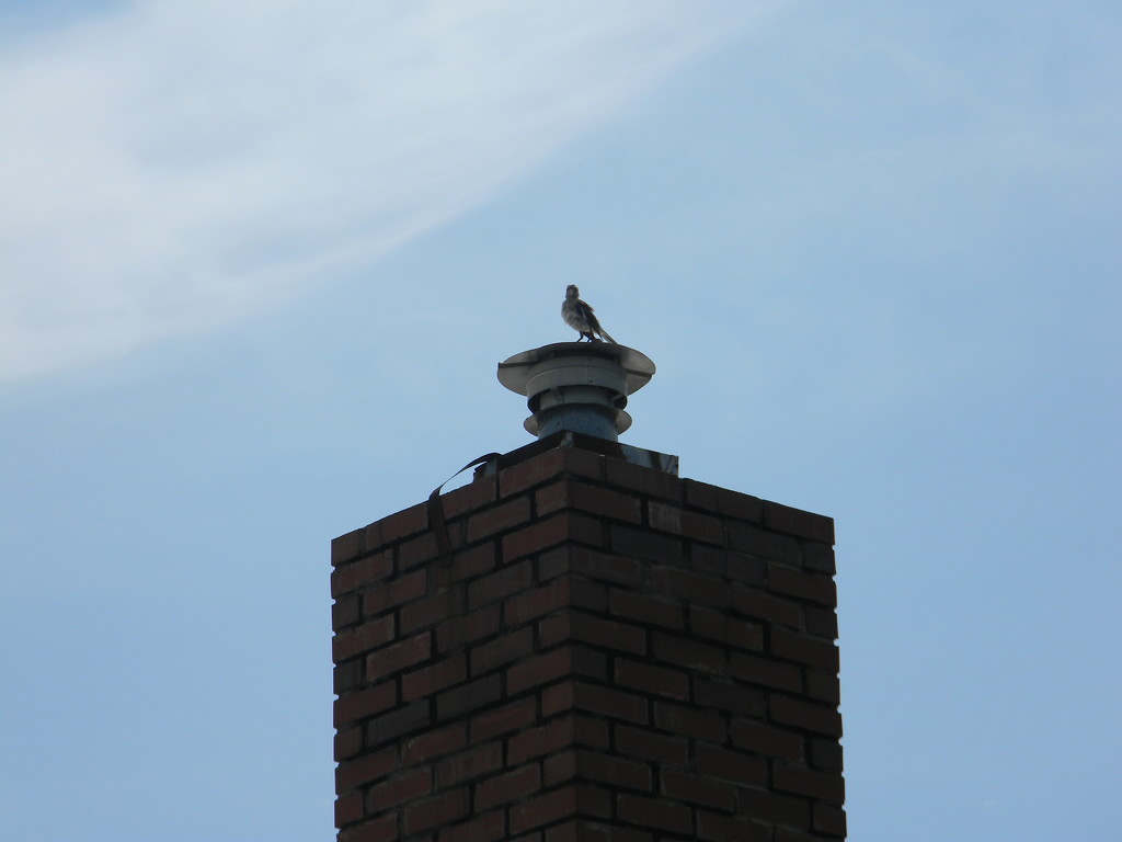 Bird on Top of Chimney by sfeldphotos