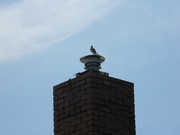 14th Aug 2019 - Bird on Top of Chimney