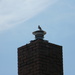 Bird on Top of Chimney by sfeldphotos
