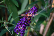 13th Aug 2019 - Hummingbird Moth