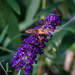 Hummingbird Moth by marylandgirl58