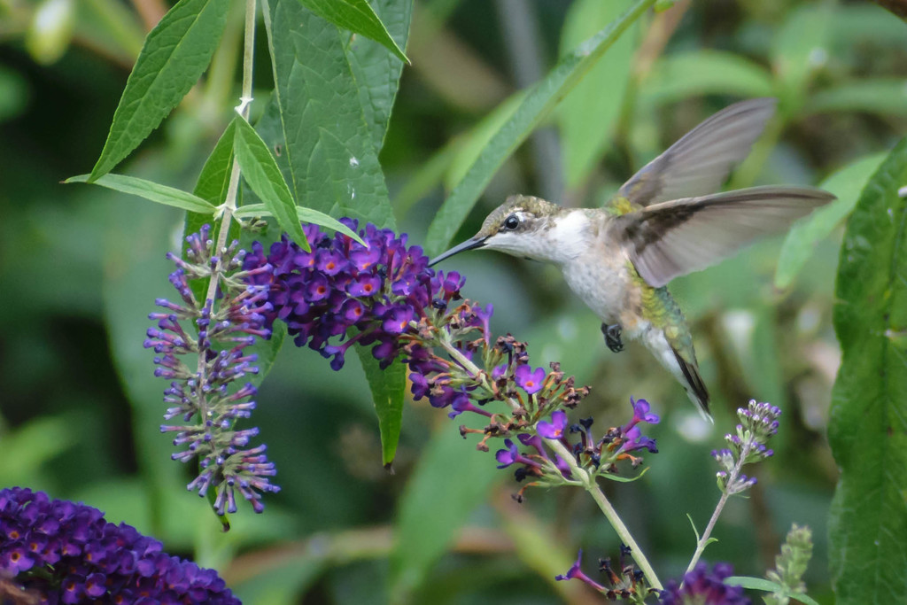 Hummingbird and Flower by marylandgirl58