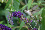 14th Aug 2019 - Hummingbird and Flower