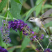 Hummingbird and Flower by marylandgirl58
