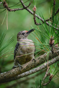 14th Aug 2019 - Woodpecker in Pine Tree