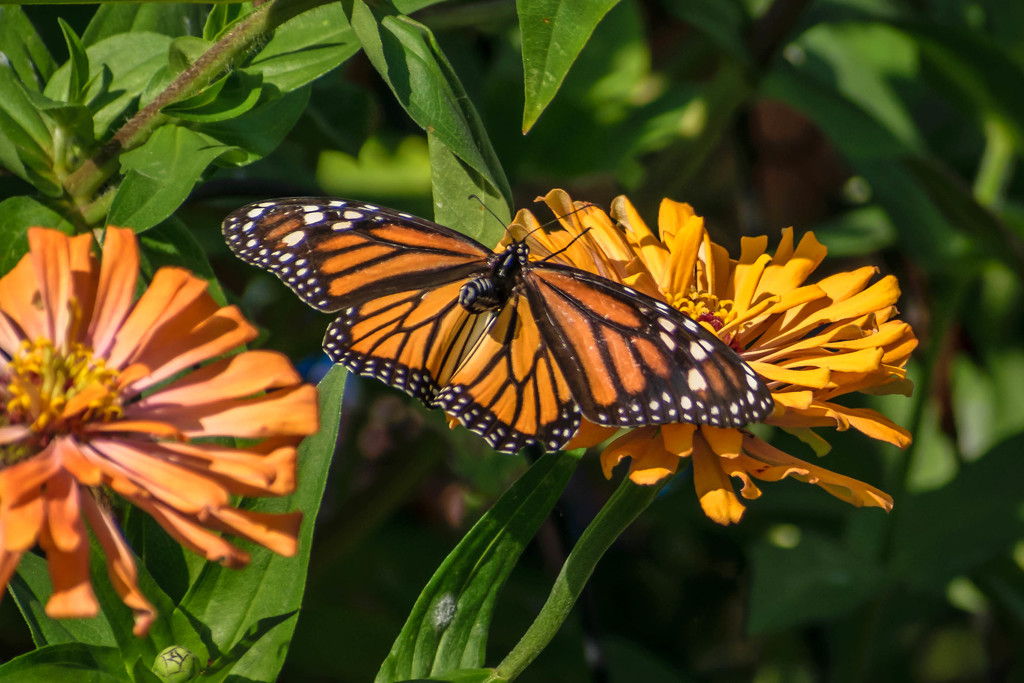 Monarch on Orange Flower by marylandgirl58