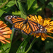 Monarch on Orange Flower by marylandgirl58