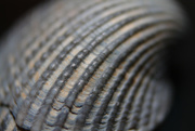 13th Aug 2019 - Ridges on a Shell