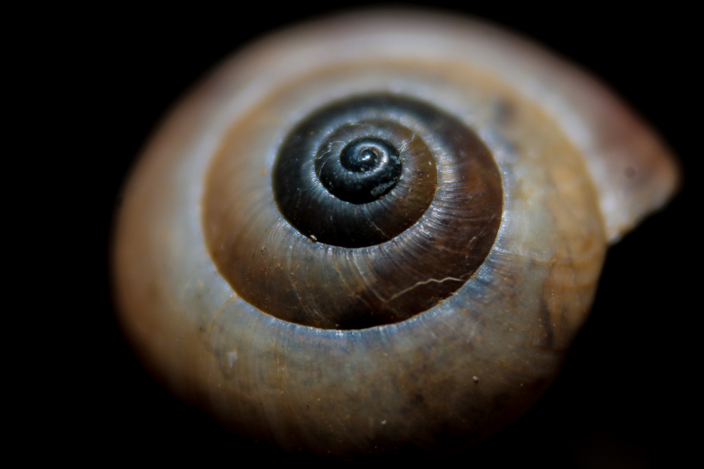 Snail Shell by judyc57