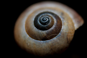 14th Aug 2019 - Snail Shell