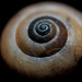 Snail Shell by judyc57