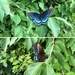 Female Black Swallowtail by loweygrace