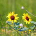 Sunny Sunflowers by grannysue