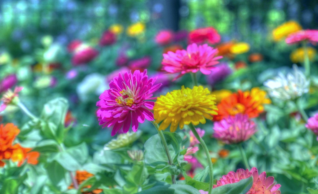 Flower Garden by lynnz