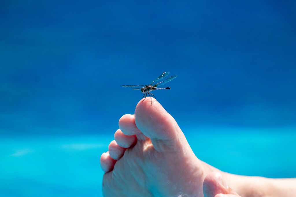 Toe Dragonfly by swchappell