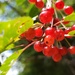 Merry Berries II by waltzingmarie