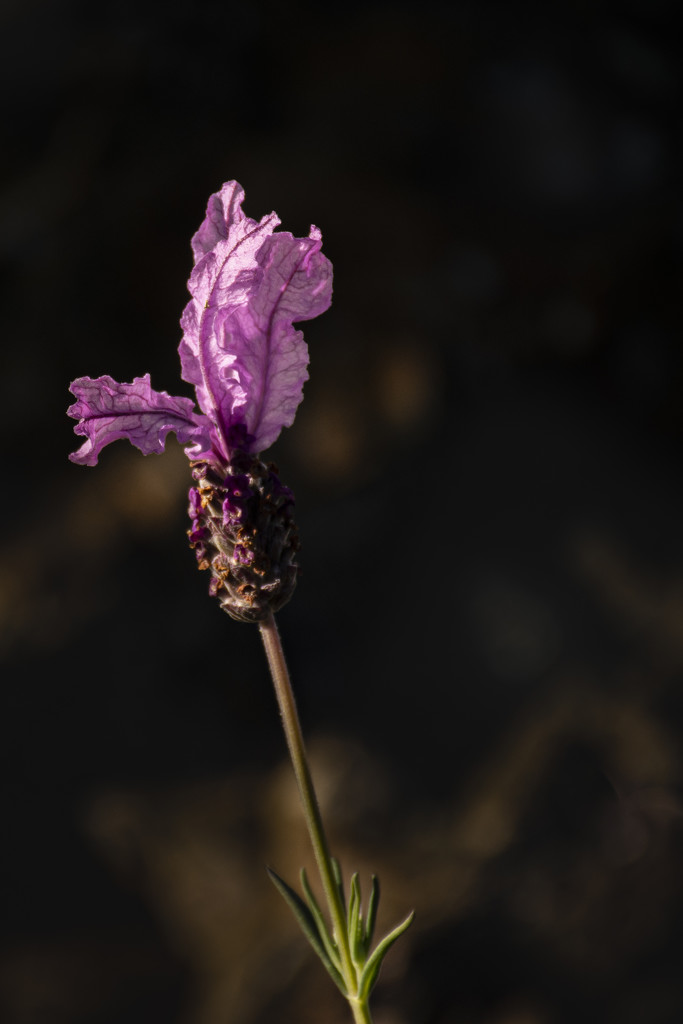 Lavender by nickspicsnz