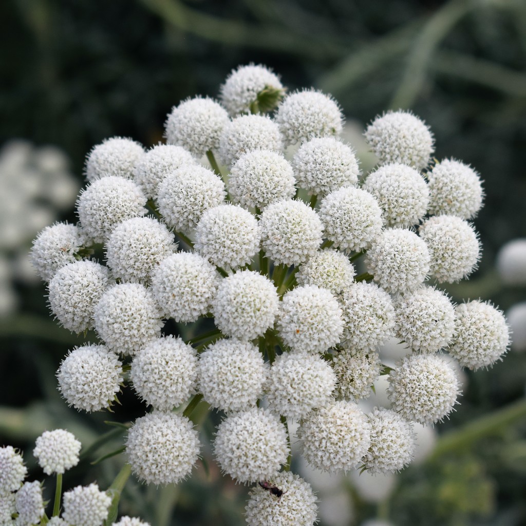 Moon Carrot by sandlily