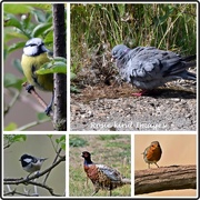 15th Aug 2019 - RSPB Birds