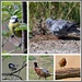 RSPB Birds by rosiekind