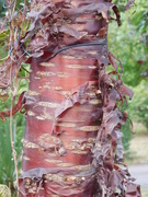 15th Aug 2019 - The red bark on this tree really caught my attention