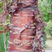 The red bark on this tree really caught my attention by 365anne