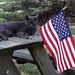 Patriotic Kitty by julie