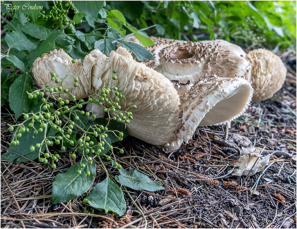 Large Fungi by pcoulson